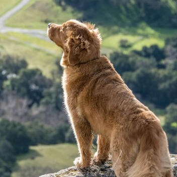 Dogs.gives Independent Dog Health Review | March 2026 Dogs.gives Independent Dog Health Review | March 2026